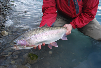 Alaska trophy rainbow trout fishing