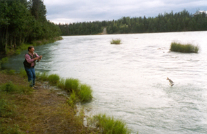 Kenai River bank fishing